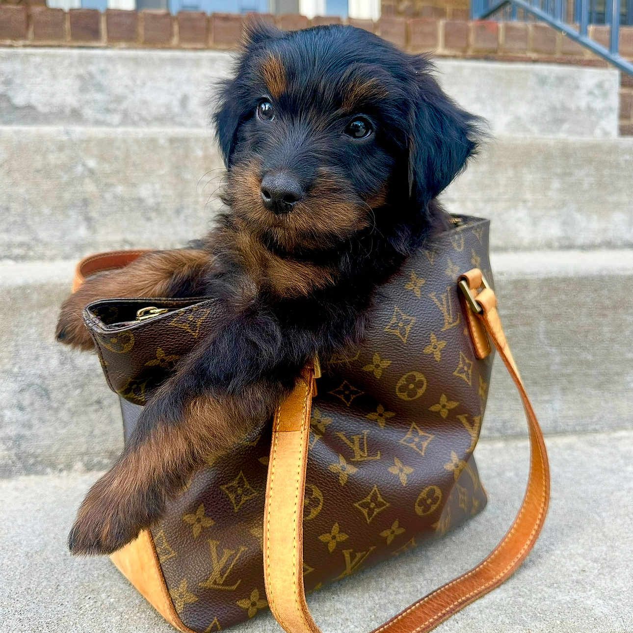 Louie