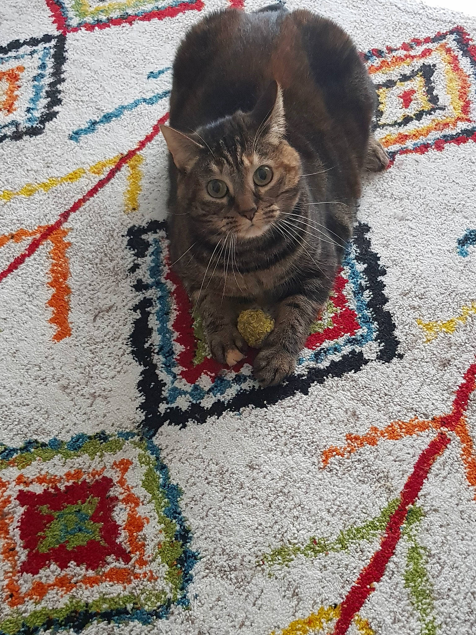 Gallia participe au concours pour gagner de l'argent avec cette photo : art, cat, cat_like_mammal, fauna, flooring, kitten, material, quilt, small_to_medium_sized_cats, tabby_cat, textile, whiskers