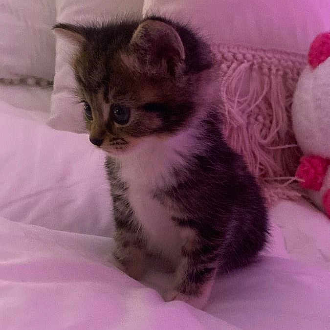 Biscuit participe au concours pour gagner de l'argent avec cette photo : animal, bed, bedroom, blanket, cat, couch, cushion, face, furniture, head, homedecor, indoors, kitten, manx, person, pet, photography, purple, room, sleeping