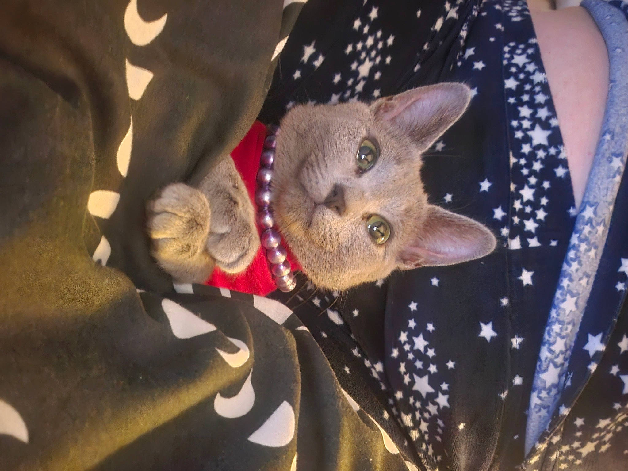 Tigrita joined the competition — help win amazing prizes! carnivore, cat, domestic_short_haired_cat, electric_blue, event, fashion_accessory, fawn, felidae, fur, pattern, small_to_medium_sized_cats, tree, whiskers