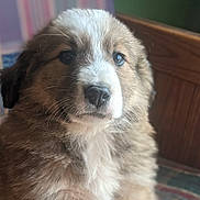 Newt joined the competition — help win amazing prizes! puppy, dog, fur, animal, pet, indoor, couch, plaid, furniture, wood, cute, young, face, closeup, brown, white, fluffy, resting, cozy, domestic