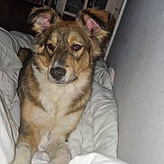 Louna participe au concours pour gagner de l'argent avec cette photo : dog, blanket, indoor, cozy, brown, white, fur, pet, lying_down, ears, face, nostrils, snout, paws, furniture, door, bookshelf, home, relaxed, comfort