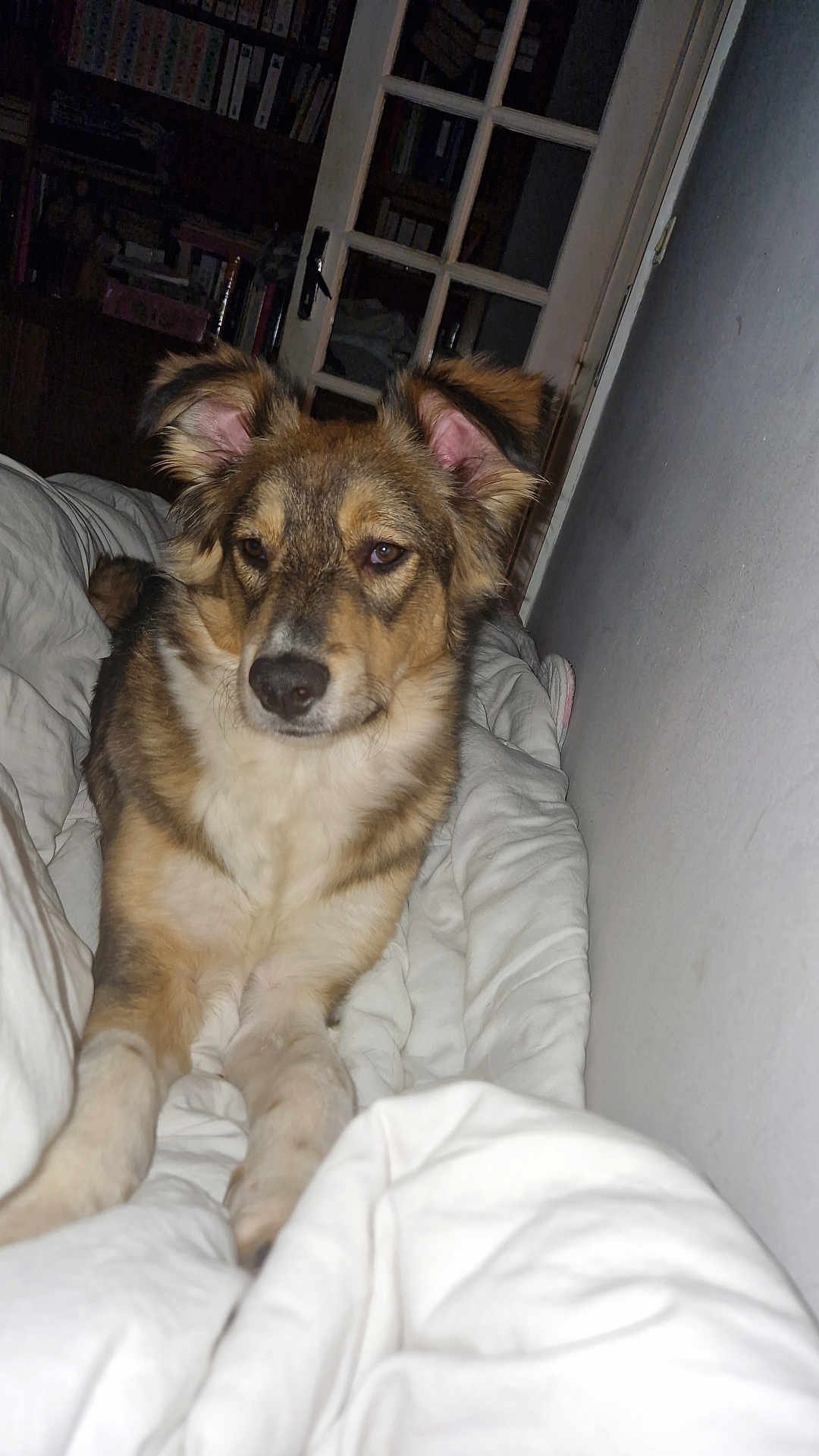 Louna participe au concours pour gagner de l'argent avec cette photo : dog, blanket, indoor, cozy, brown, white, fur, pet, lying_down, ears, face, nostrils, snout, paws, furniture, door, bookshelf, home, relaxed, comfort