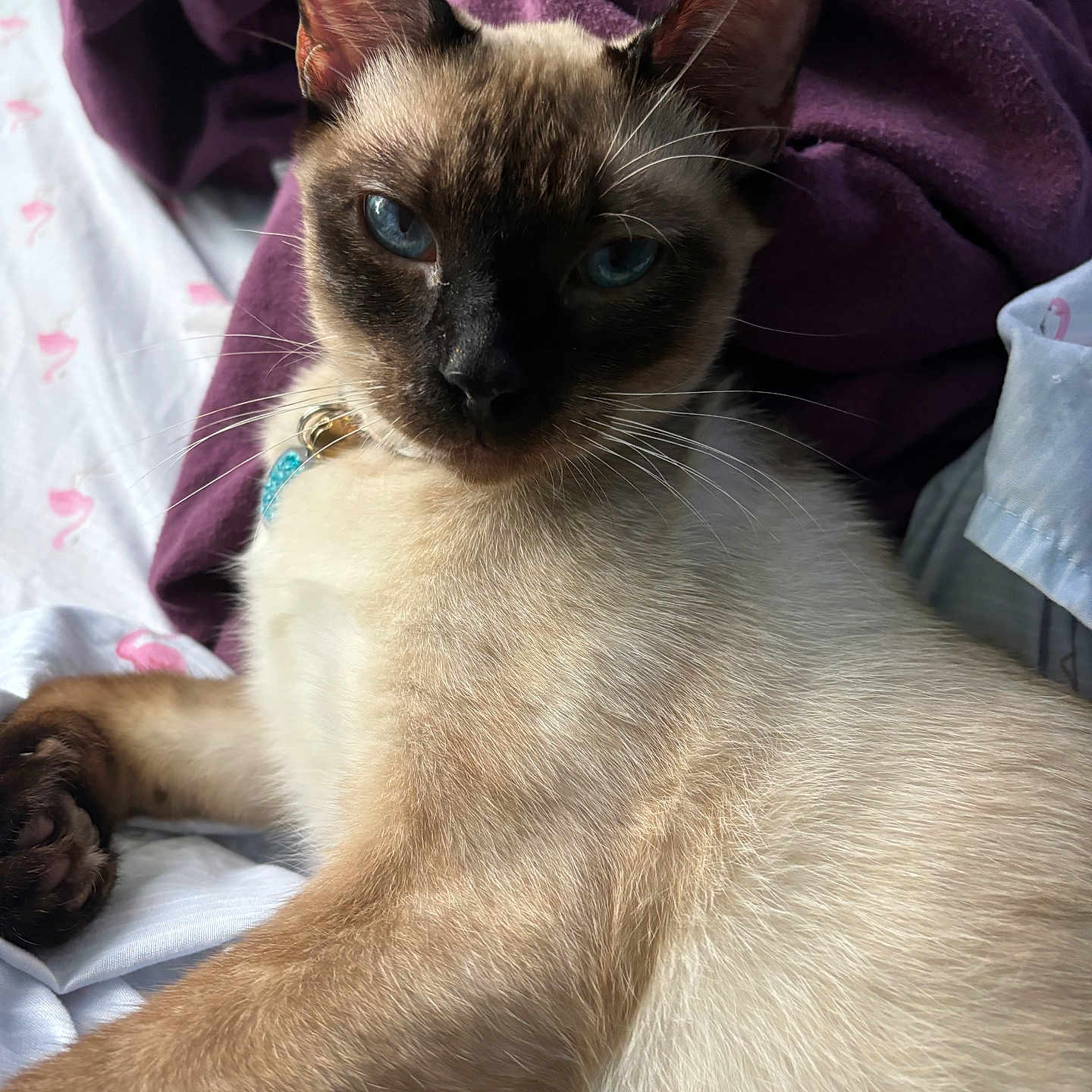Luna joined the competition — help win amazing prizes! animal, bed, blanket, blue_eyes, cat, closeup, cozy, domestic_cat, feline, fur, indoor, pet, portrait, purple, relaxed, resting, siamese_cat, sleepy, whiskers, white_sheets