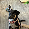 bandana, black_and_tan, brown_eyes, canine, cardboard, collar, cute, dog, dog_toy, floppy_ear, green_toy, indoor, pet, playful, plush_toy, pointed_ears, portrait, puppy, sitting, wood_floor