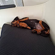 Bianka a rejoint le concours — aidez-le/la à gagner de superbes lots ! dog, small_dog, black_and_tan, sleeping, lying_down, belly_up, paws, claws, floppy_ears, pet, animal, chair, indoor, home, furniture, relaxed, nap, funny_pose, brown, black