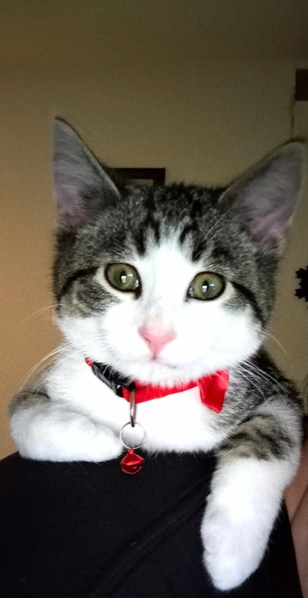 Bambam joined the competition — help win amazing prizes! cat, tabby, white_paws, collar, bell, pet, close_up, indoor, animal, cute, feline, green_eyes, pink_nose, whiskers, resting, paw, domestic_cat, curious, portrait, fur