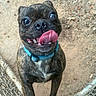 animal, blue_collar, brindle, canine, close_up, collar, dirt, dog, energetic, excited, fence, friendly, happy, jumping, outdoor, pet, playful, tongue_out, wide_eyes, young_dog