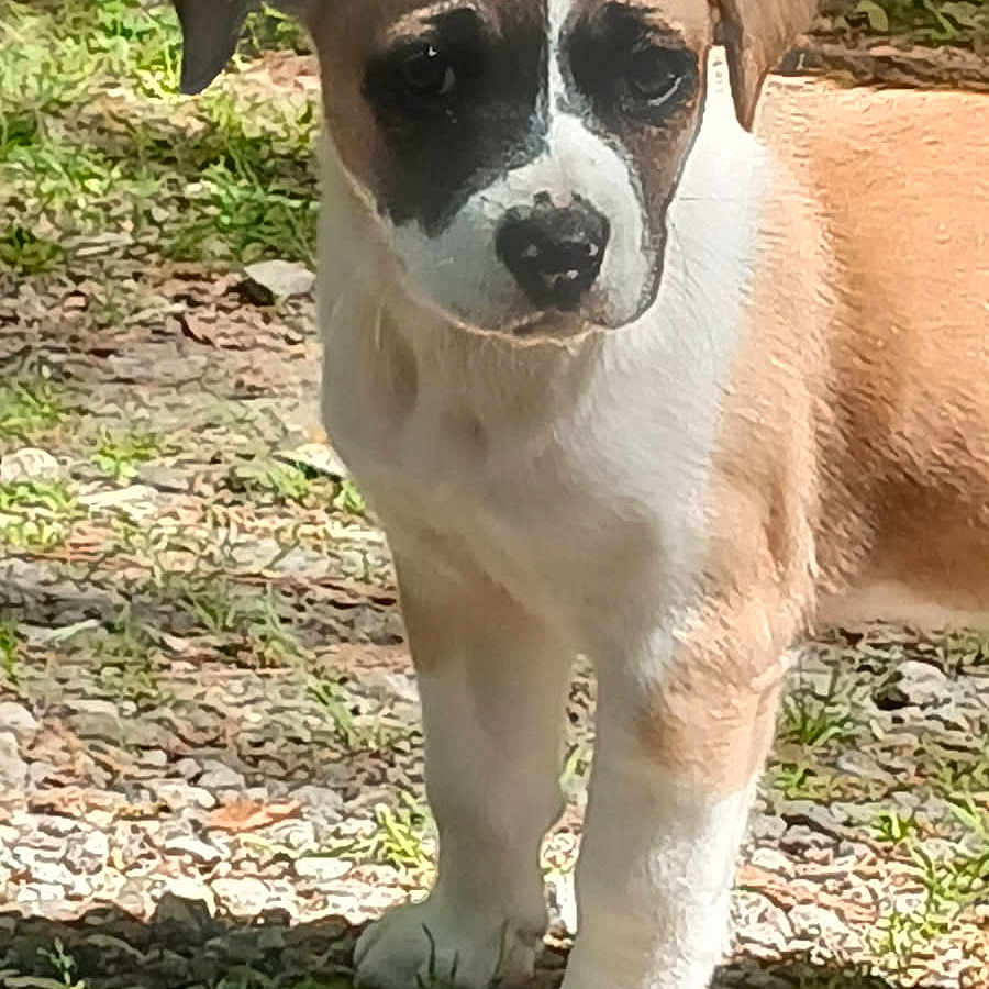 Buddy