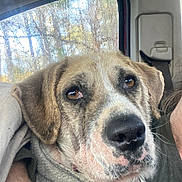 Buddy is registered to the contest to win money with this photo: dog, canine, close_up, portrait, car_interior, window, rain, wet_window, trees, brown_eyes, snout, nose, fur, ears, collar, metal_ring, sweater, human_arm, cozy, passenger_seat
