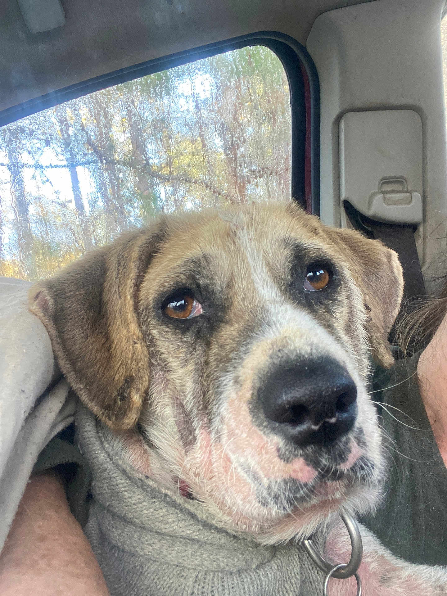 Buddy is registered to the contest to win money with this photo: dog, canine, close_up, portrait, car_interior, window, rain, wet_window, trees, brown_eyes, snout, nose, fur, ears, collar, metal_ring, sweater, human_arm, cozy, passenger_seat