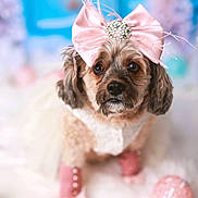 Mocha is registered to the contest to win money with this photo: accessory, animal, background_blur, boots, bow, clothing, cute, decor, dog, fashion, fluffy, fur, indoor, outfit, pet, pink_bow, portrait, small_dog, soft_focus, white_fur
