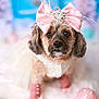 accessory, animal, background_blur, boots, bow, clothing, cute, decor, dog, fashion, fluffy, fur, indoor, outfit, pet, pink_bow, portrait, small_dog, soft_focus, white_fur