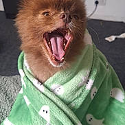 Bear is registered to the contest to win money with this photo: dog, brown_dog, yawning, blanket, green_blanket, ghost_pattern, indoor, carpet, cute, pet, fur, snuggled, cozy, mouth_open, teeth, tongue, animal, small_dog, wrapped, resting
