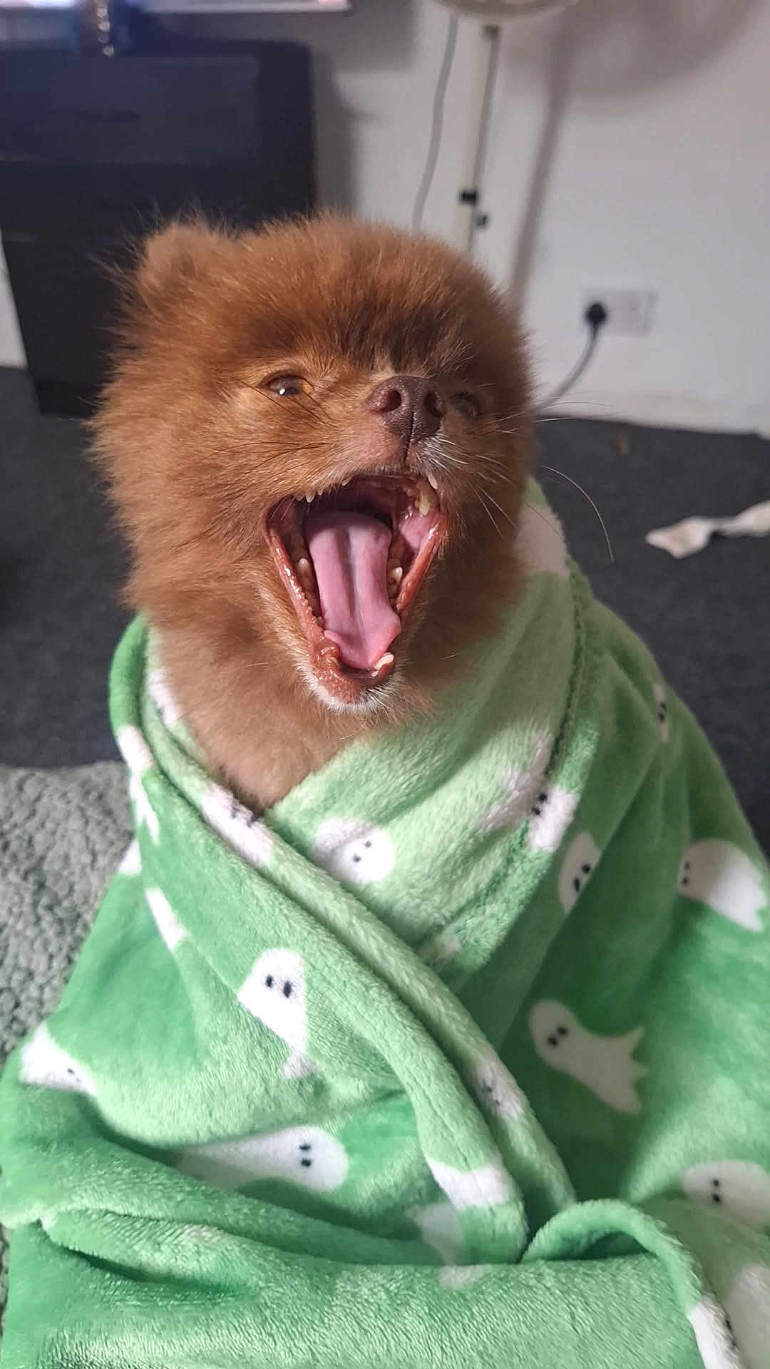 Bear