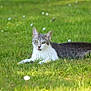 animal, cat, cute, ears, eyes, feline, flower, grass, greenery, lying_down, mammal, meadow, nature, outdoor, pet, resting, summer, sunlight, whiskers, wildlife