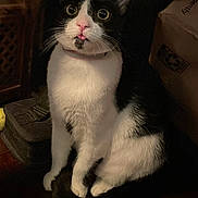 Smudge joined the competition — help win amazing prizes! animal, black_and_white, cat, close_up, collar, curious, cute, dim_lighting, domestic_cat, feline, fur, indoor, pet, pink_nose, shadow, sitting, tongue_out, whiskers, wide_eyes, wooden_surface