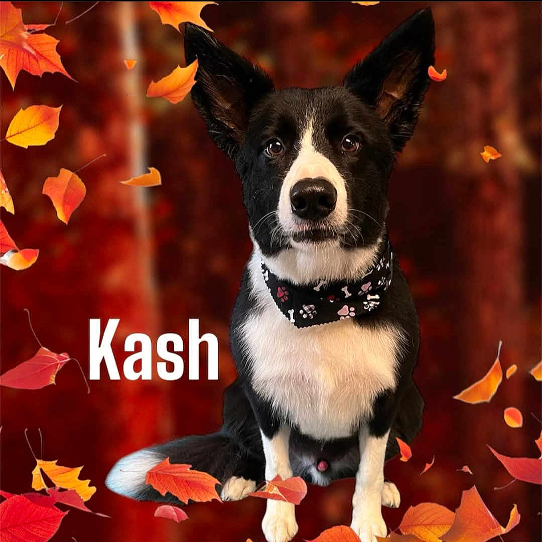 Kash