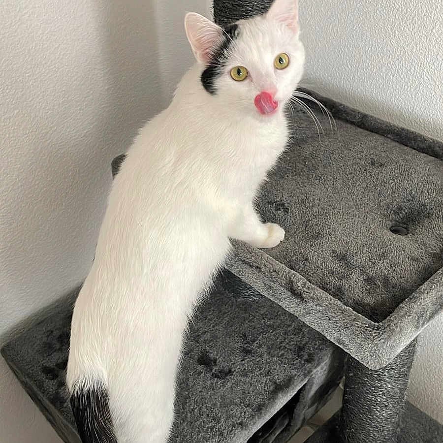 Pantoufle a rejoint le concours — aidez-le/la à gagner de superbes lots ! animal, black_markings, cat, cat_tree, claws, cozy, curious, ears, feline, floor, fur, gray, home, indoor, licking_nose, multi_level, pet, playful, whiskers, white_cat