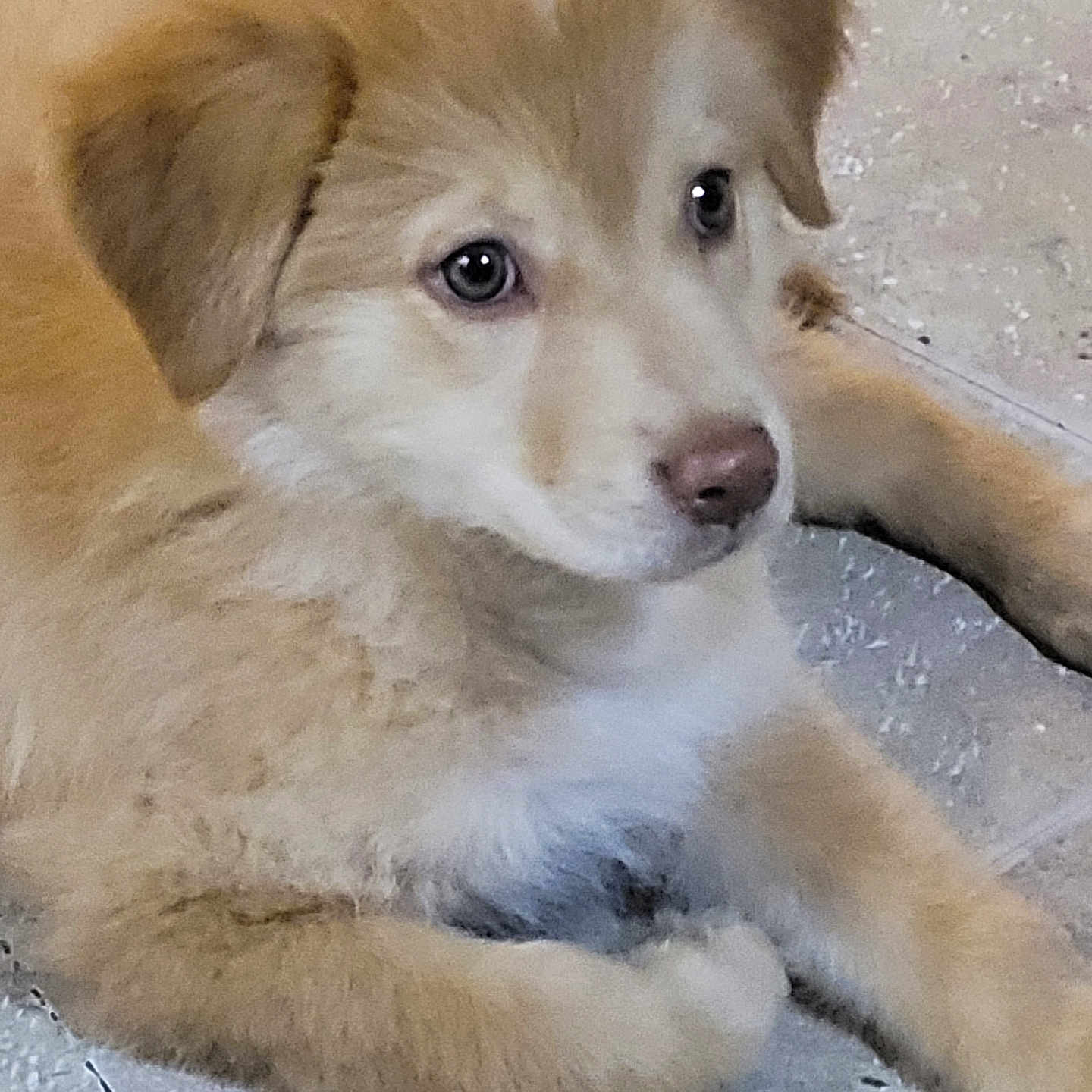 Bandit is registered to the contest to win money with this photo: adorable, animal, canine, companion, cute, dog, domestic, ears, eyes, floor, fur, indoor, lying_down, mammal, nose, pet, puppy, tile, whiskers, young