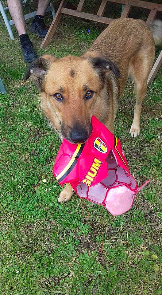 Gabor participe au concours pour gagner de l'argent avec cette photo : canidae, carnivore, companion_dog, dog, dog_breed, fawn, mammal, rare_breed_dog, snout, sporting_group, working_dog