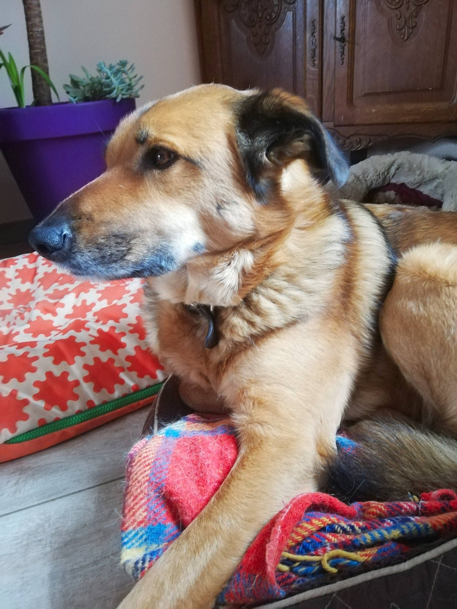 Gabor a rejoint le concours — aidez-le/la à gagner de superbes lots ! canidae, carnivore, chinook, companion_dog, dog, dog_breed, fawn, german_shepherd_dog, mammal, potcake_dog, rare_breed_dog, snout, sporting_group, street_dog, vertebrate, working_dog