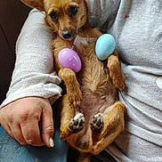 Chica joined the competition — help win amazing prizes! dog, small_dog, brown_dog, plastic_eggs, person, hand, lap, clothing, sweater, jeans, fur, paw, cute, pet, indoor, relaxed, resting, animal, holding, closeup