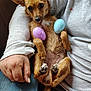 dog, small_dog, brown_dog, plastic_eggs, person, hand, lap, clothing, sweater, jeans, fur, paw, cute, pet, indoor, relaxed, resting, animal, holding, closeup