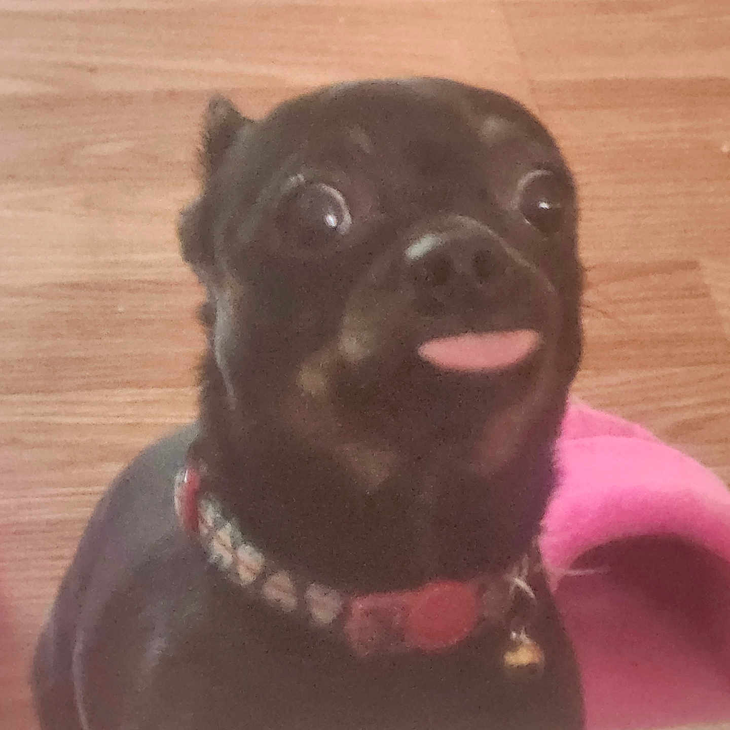 Benny is registered to the contest to win money with this photo: accessories, animal, bodypart, canine, chihuahua, child, dog, face, female, girl, head, indoors, interiordesign, mouth, person, pet, photography, portrait, pug, puppy