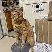 Caramelo is registered to the contest to win money with this photo: cat, orange_tabby, feline, indoor, couch, pillow, armrest, kitchen, utensils, container, curious, pet, domestic_animal, furniture, striped, household, looking, mammal, whiskers, tail