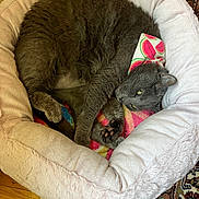 Winnie is registered to the contest to win money with this photo: cat, gray_cat, pet_bed, plush_bed, bandana, watermelon_pattern, curled_up, resting, indoor, rug, patterned_rug, toy, wooden_floor, cozy, sleepy, feline, domestic_cat, animal, paw, fur