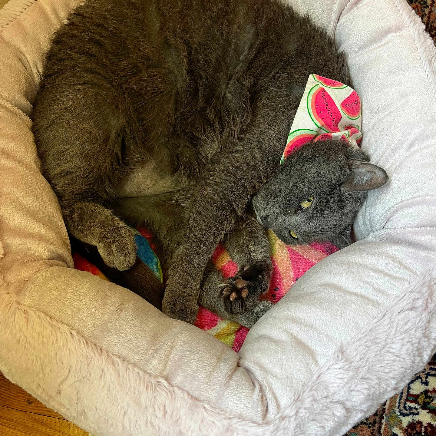 Winnie is registered to the contest to win money with this photo: cat, gray_cat, pet_bed, plush_bed, bandana, watermelon_pattern, curled_up, resting, indoor, rug, patterned_rug, toy, wooden_floor, cozy, sleepy, feline, domestic_cat, animal, paw, fur