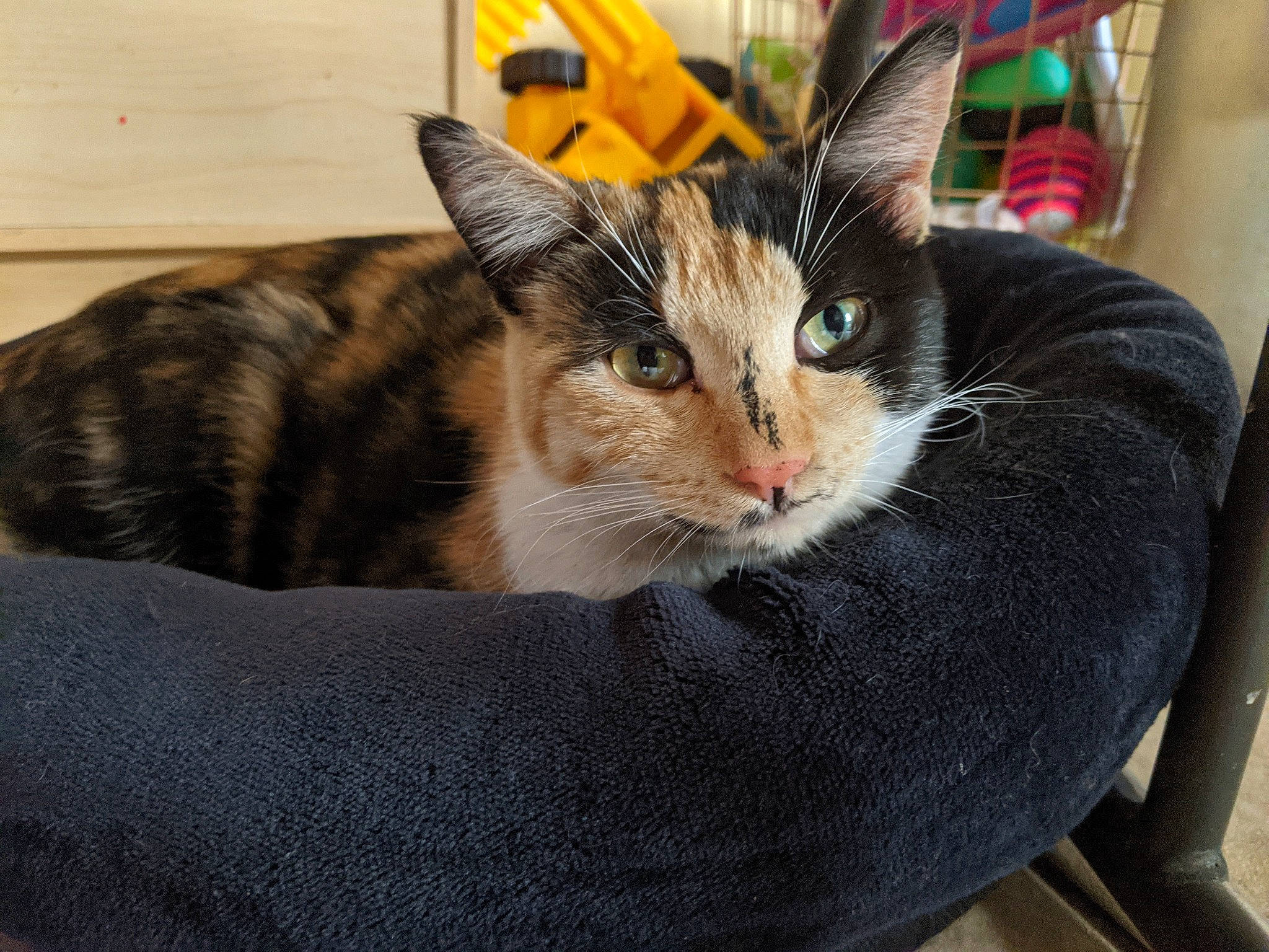 Cleo joined the competition — help win amazing prizes! box, carnivore, cat, cat_supply, collar, comfort, couch, domestic_short_haired_cat, fawn, felidae, fur, paw, pet_supply, sitting, small_to_medium_sized_cats, snout, tail, tree, whiskers, window