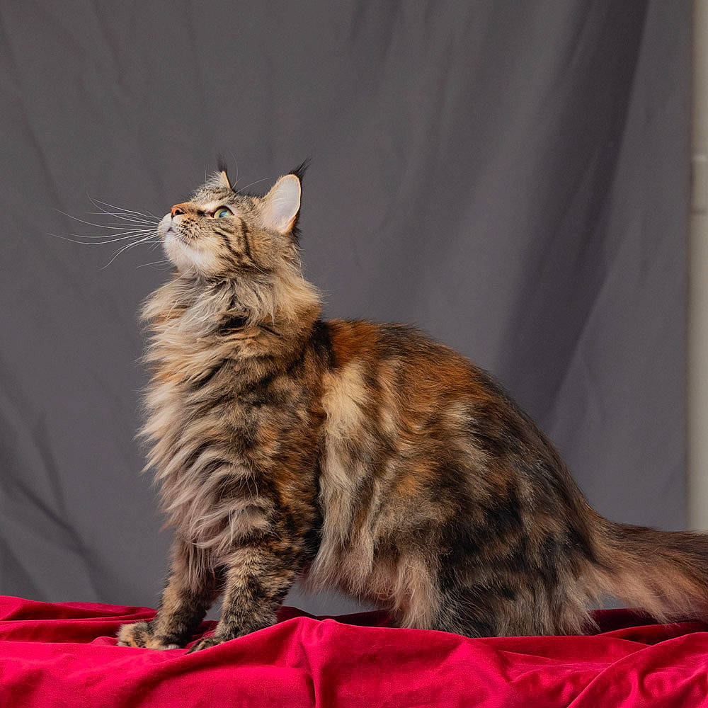 Only-you participe au concours pour gagner de l'argent avec cette photo : american_bobtail, asian, carnivore, cat, dragon_li, european_shorthair, felidae, kitten, maine_coon, mammal, norwegian_forest_cat, oriental_longhair, pixie_bob, small_to_medium_sized_cats, sokoke, tabby_cat, tail, toyger, vertebrate, whiskers