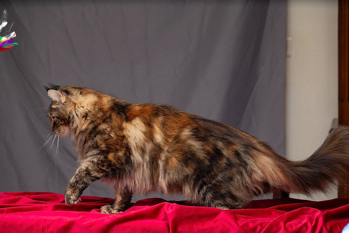 Only-you participe au concours pour gagner de l'argent avec cette photo : american_bobtail, american_curl, carnivore, cat, domestic_long_haired_cat, dragon_li, european_shorthair, felidae, kurilian_bobtail, maine_coon, mammal, norwegian_forest_cat, pixie_bob, small_to_medium_sized_cats, tabby_cat, tail, toyger, vertebrate, whiskers