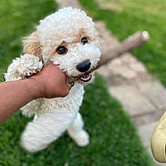 Bryce joined the competition — help win amazing prizes! animal, bite, canine, closeup, cute, dog, fluffy, friendly, fun, fur, grass, hand, happy, nature, outdoor, pathway, pet, playful, stick, white