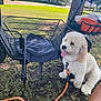 Bryce is registered to the contest to win money with this photo: animal, basket, bicycle, black_bicycle, curly_hair, cute, daytime, dog, folded_cloth, grass, leash, nature, orange_leash, outdoor, park, pet, resting, sunlight, tongue_out, tree