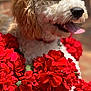 Bryce joined the competition — help win amazing prizes! animal, brick_wall, canine, close_up, colorful, curly_fur, cute, dog, flower_pot, fluffy, garden, happy, nature, outdoor, pet, portrait, red_flowers, summer, sunlight, tongue_out