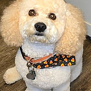 Bryce joined the competition — help win amazing prizes! dog, poodle, fluffy, cream_color, bandana, candy_corn_pattern, pet, indoor, wooden_floor, looking_up, cute, groomed, collar, small_dog, sitting, animal, domestic, fur, adorable, waiting