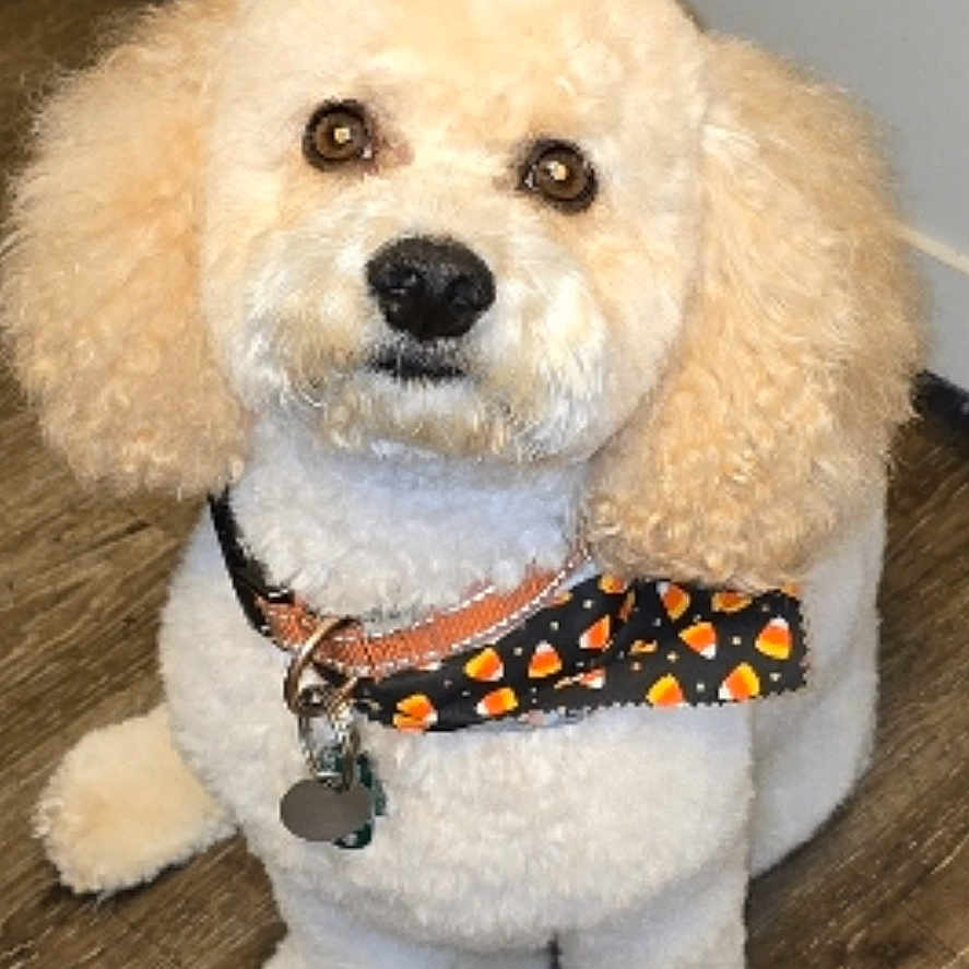 Bryce joined the competition — help win amazing prizes! adorable, animal, bandana, candy_corn_pattern, collar, cream_color, cute, dog, domestic, fluffy, fur, groomed, indoor, looking_up, pet, poodle, sitting, small_dog, waiting, wooden_floor