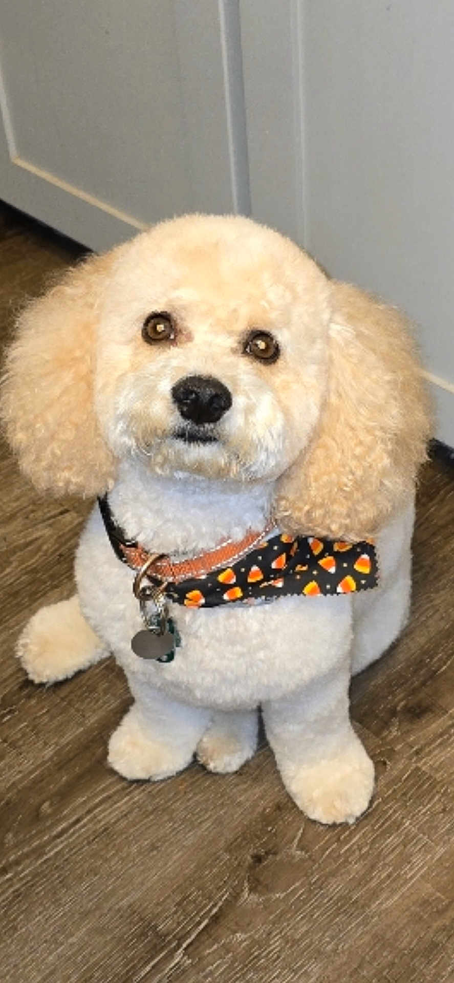 Bryce joined the competition — help win amazing prizes! dog, poodle, fluffy, cream_color, bandana, candy_corn_pattern, pet, indoor, wooden_floor, looking_up, cute, groomed, collar, small_dog, sitting, animal, domestic, fur, adorable, waiting