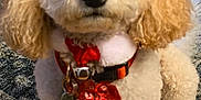 Bryce is registered to the contest to win money with this photo: adorable, animal, bow, carpet, collar, cute, dog, domestic_animal, ears, fluffy, fur, indoor, looking_up, pet, poodle, portrait, sitting, small_dog, tag, wood_floor