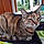 Fifi