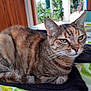 cat, tabby_cat, pet, animal, feline, resting, indoor, table, cloth, colorful, pattern, floral, greenery, door, close_up, fur, whiskers, ears, eyes, face
