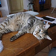 Finette participe au concours pour gagner de l'argent avec cette photo : cat, tabby_cat, indoor, table, wooden_table, furniture, floor_tiles, relaxed, lying_down, pet, animal, curious, whiskers, ears, domestic_cat, household, living_room, technology, smartphone, fan