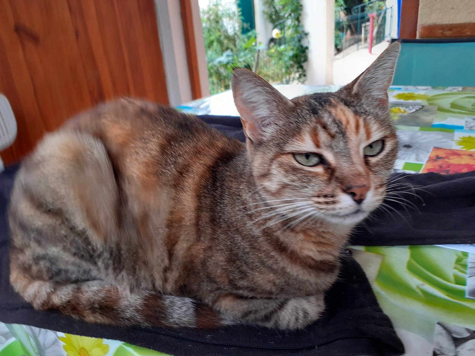 Finette participe au concours pour gagner de l'argent avec cette photo : cat, tabby, animal, pet, feline, indoor, table, cloth, fur, ears, whiskers, eyes, resting, domestic, mammal, closeup, face, expression, striped, relaxed