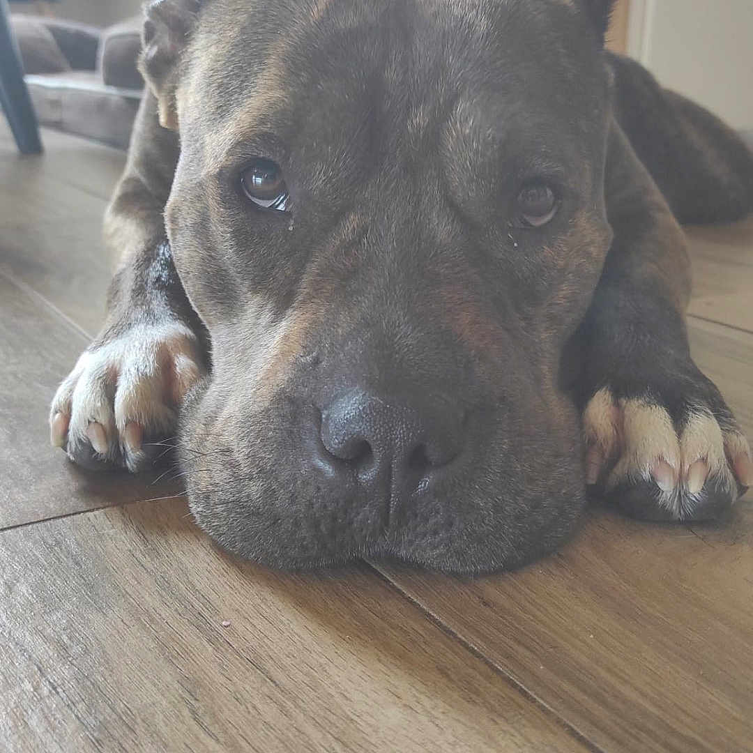 Maya a rejoint le concours — aidez-le/la à gagner de superbes lots ! animal, boxer, bulldog, canine, dog, face, frenchbulldog, hardwood, head, hound, indoors, interiordesign, person, pet, photography, pitbull, puppy, sleeping, snout, wood