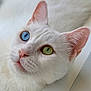 cat, white_cat, heterochromia, blue_eye, green_eye, close_up, pet, animal, feline, whiskers, pink_nose, ears, soft_light, portrait, cute, domestic_cat, fur, face, looking_up, indoor