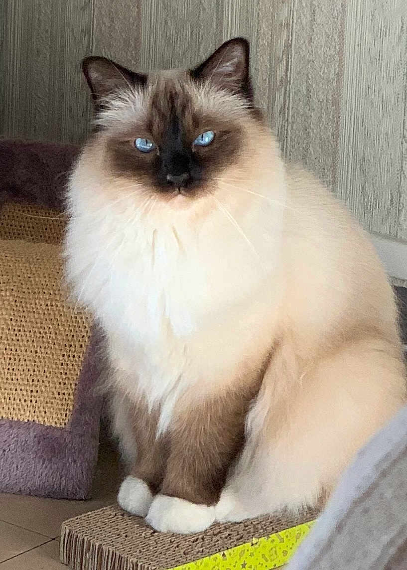 Fluffy