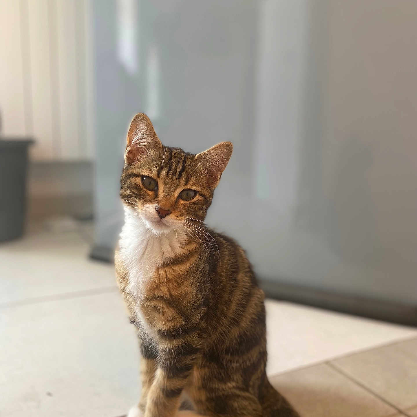 Génie participe au concours pour gagner de l'argent avec cette photo : abyssinian, angora, animal, cat, egyptiancat, hardwood, indoors, kitten, manx, pet, wood